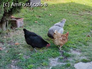 [P46] Găinușe fericite » foto by crismis
 - 
<span class="allrVoted glyphicon glyphicon-heart hidden" id="av1522474"></span>
<a class="m-l-10 hidden" id="sv1522474" onclick="voting_Foto_DelVot(,1522474,29284)" role="button">șterge vot <span class="glyphicon glyphicon-remove"></span></a>
<a id="v91522474" class=" c-red"  onclick="voting_Foto_SetVot(1522474)" role="button"><span class="glyphicon glyphicon-heart-empty"></span> <b>LIKE</b> = Votează poza</a> <img class="hidden"  id="f1522474W9" src="/imagini/loader.gif" border="0" /><span class="AjErrMes hidden" id="e1522474ErM"></span>