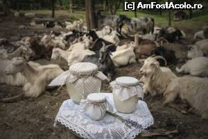 [P05 <small>[FOTO OFICIALĂ, DE PREZENTARE:] </small>] Laptele provine din ferma proprie de capre